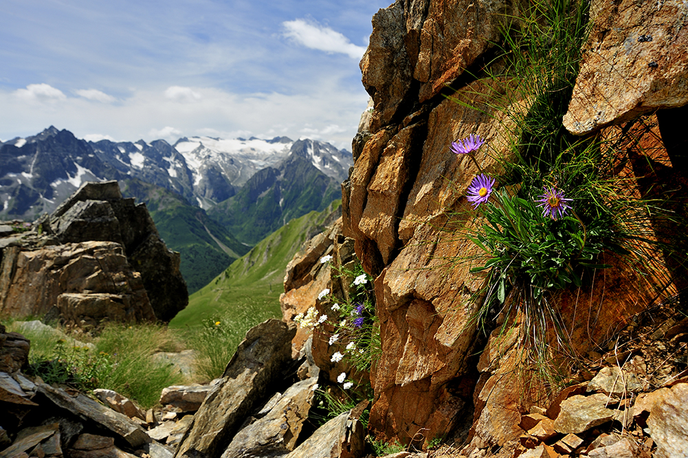 Aster alpinus