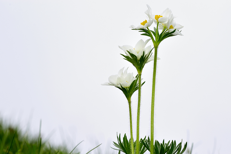 Anemone narcissiflora