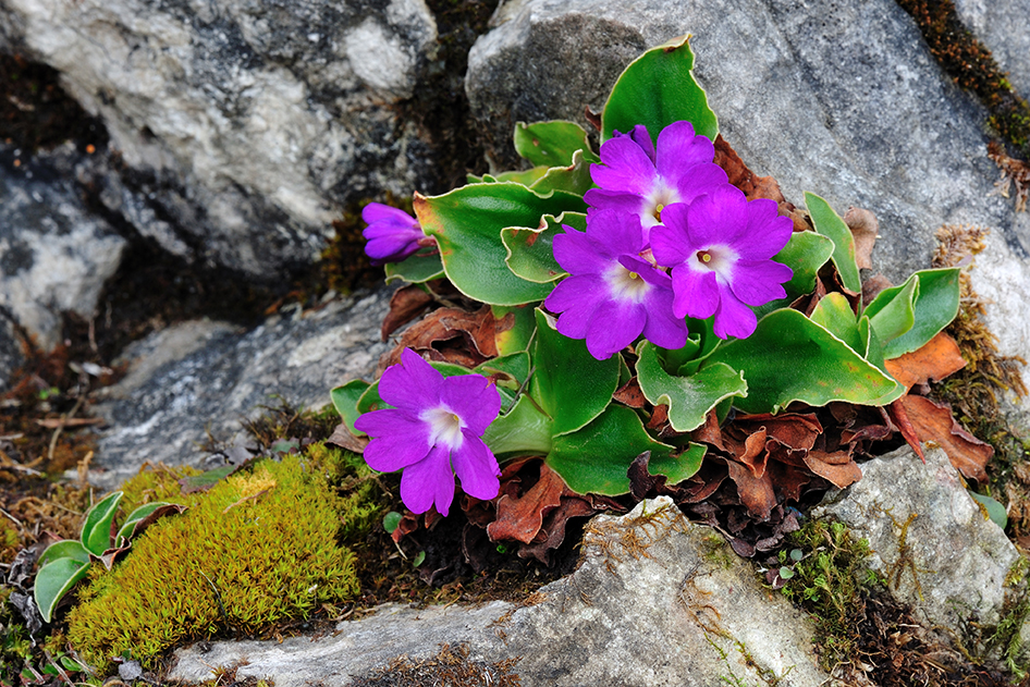 Primula spectabilis