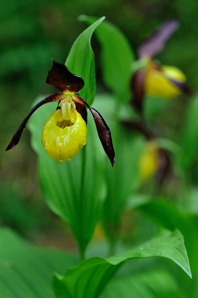 017 Cipripedium calceolus copia